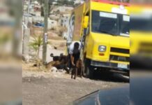 Repartidor de golosinas detiene su camión para darle comida a perros callejeros