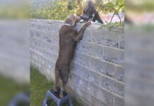 Perro no alcanza a ver a su amigo tras el muro y su dueña le compra un banquito