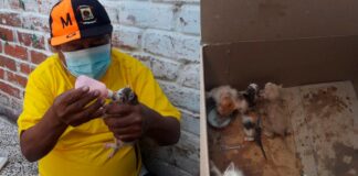 Piura: trabajador de limpieza rescata siete gatos de morir aplastados
