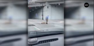 Abuelito pasea a su tortuga y camina al mismo paso que ella por las calles