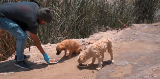 Youtuber Piurano alimenta a 100 perritos callejeros