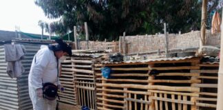 Diresa realiza control focal en 1500 viviendas del A.H La Primavera para prevenir el dengue