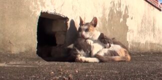Gata callejera no deja a su cría con discapacidad y conmueve al darle comida todos los días