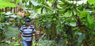 12 mil agricultores de Piura y Tumbes producirán banano resistente a plagas