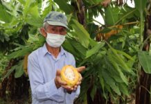 Gore Piura capacita a más de 2 mil productores en manejo integral del cacao