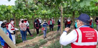Sunafil verifica condiciones laborales de más de 40 mil trabajadores agrarios de Piura, Paita, Sullana y Morropón
