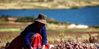 Día del Agricultor: ¿Qué coberturas y beneficios existen para mitigar el riesgo en su actividad?