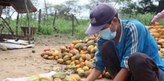 Dirección de agricultura lanza concurso en busca del mejor cacao Piurano