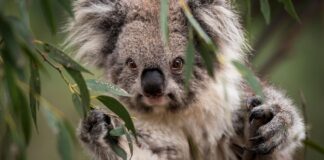 El Koala es declarado especie en peligro de extinción