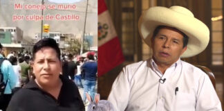 Hombre culpa a Castillo por ‘muerte’ de su conejo en TikTok: “La zanahoria cuesta 30 soles el kilo”