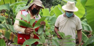 Productores de Cacao de Jilili reciben cajones fermentadores
