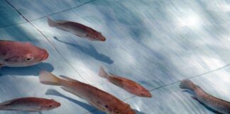 Gore firmará convenio para impulsar crianza de Tilapia en Suyo