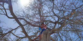 Alumna convierte árbol en salón de clases por falta de internet y de colegios en el desierto de Sechura