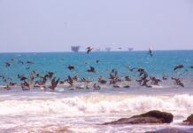 Savia continúa con limpieza y prevención en el mar de Lobitos