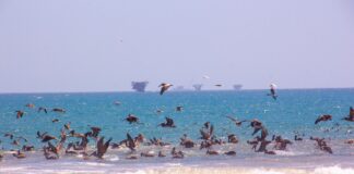 Savia continúa con limpieza y prevención en el mar de Lobitos