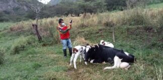 Proyecto Ganadero va dando sus frutos en Huancabamba