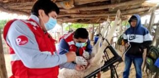 Veintidós ovejas fueron inseminadas en Sechura