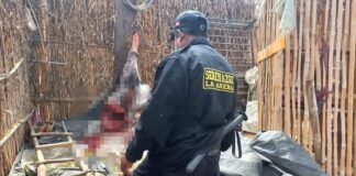 La Arena: Descubren camal donde mataban burros y caballos
