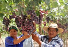 El Perú se consolida en el primer lugar del ranking de proveedores de uva