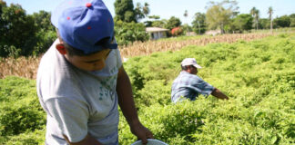 Director de Agricultura: “En Piura se requieren unas 750 mil bolsas de urea para cubrir demanda agrícola”