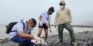 Día Mundial de los Océanos: ¿Cómo afectó el derrame de petróleo a nuestro mar?