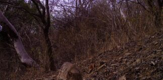 Cámaras trampa captan por primera vez la fauna silvestre del ACR Salitral – Huarmaca