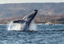 Piura: Empieza el avistamiento de ballenas jorobadas en Los Órganos