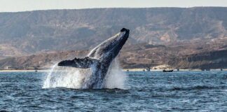 Piura: Empieza el avistamiento de ballenas jorobadas en Los Órganos