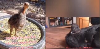 Viral: Compra ‘gallo carioco’ y resultó ser gallinazo