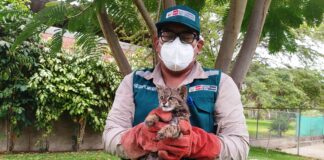 Piura: Rescatan a 322 animales silvestres
