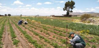 Piura: Seguro catastrófico, los 6 pasos para activarlo