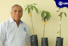 Plagas de insectos y enfermedades afectarían cultivos en la región