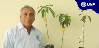 Plagas de insectos y enfermedades afectarían cultivos en la región