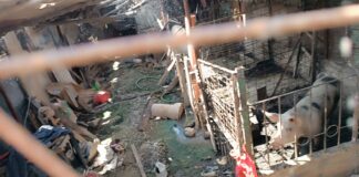 Municipalidad de Piura da ultimátum a chancherías clandestinas