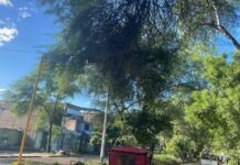 Piura: Municipalidad poda árboles afectados por el periodo lluvioso