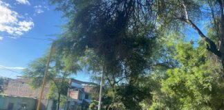 Piura: Municipalidad poda árboles afectados por el periodo lluvioso