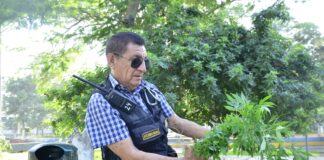 Serenazgo erradica 60 plantones de marihuana en el parque Buenos Aires