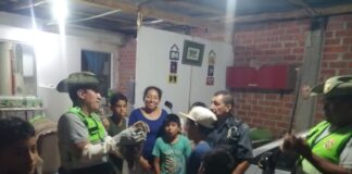 Serenazgo y policía rescatan a Búho en peligro de extinción