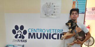 Piura: Municipalidad y «Patitas SOS» esterilizan mascotas para evitar sobrepoblación