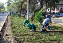 1 300 m2 de grass americano serán sembrados para embellecer la Av. Don Bosco