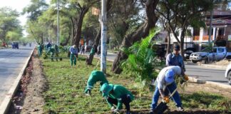 1 300 m2 de grass americano serán sembrados para embellecer la Av. Don Bosco