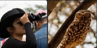 Piura: Identifican 34 especies de aves en la Udep durante avistamiento de aves en el Global Big Day 2023