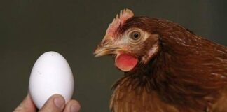 Científicos responden, por fin, a la pregunta: «¿Qué fue primero, el huevo o la gallina?»