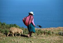 Día del Campesino: Solo 3 de cada 10 agricultores están asegurados