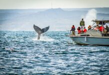 Piura: Empezó la temporada del avistamiento de ballenas jorobadas en la región