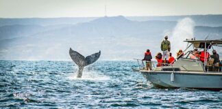 Piura: Empezó la temporada del avistamiento de ballenas jorobadas en la región