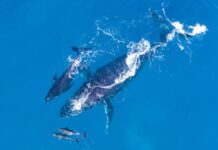 Esperan llegada de más de 25 mil turistas para el avistamiento de ballenas 2024