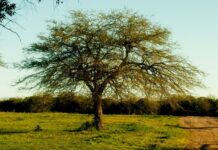 El árbol emblemático del norte del Perú en peligro de extinción