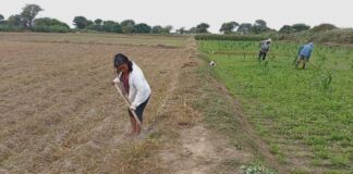 Agricultores preocupados por año seco en Piura