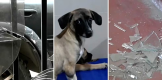Extorsionadores exigen 20 mil soles a albergue de perros abandonados